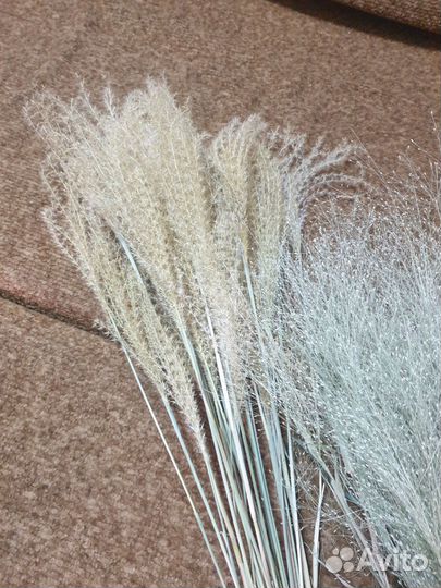 Паникум Сухоцветы, семена