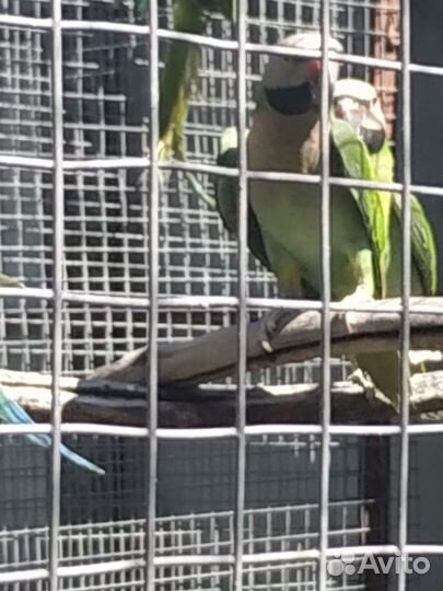 Розовогрудый попугай