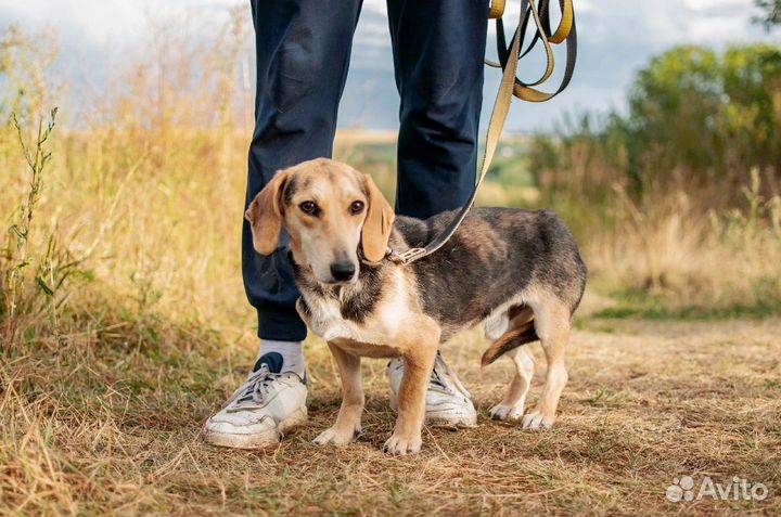 Бигль в добрые руки метис