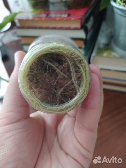 Алоказия Серебряный дракон