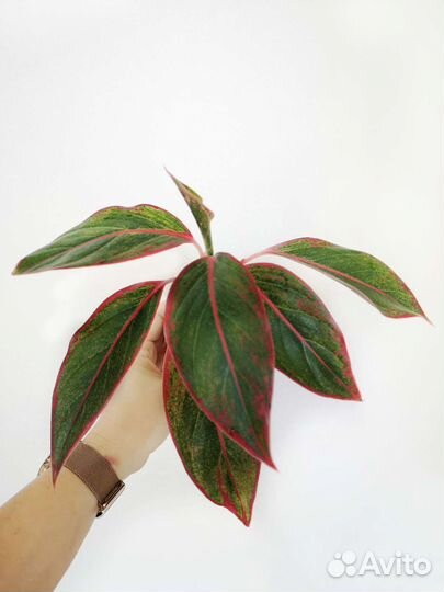 Аглаонема Крит, Йок Канхана, Бьюти Паттайя