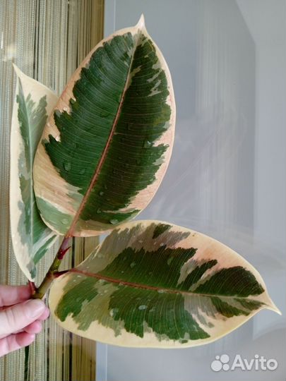 Фикус Эластика Тинеке