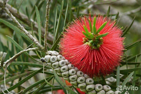 Каллистемон, декоративный кустарник, семена