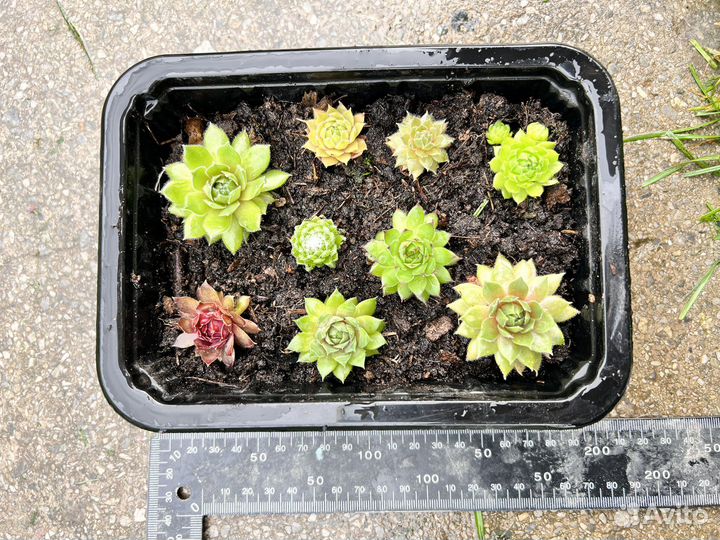 Молодило набор