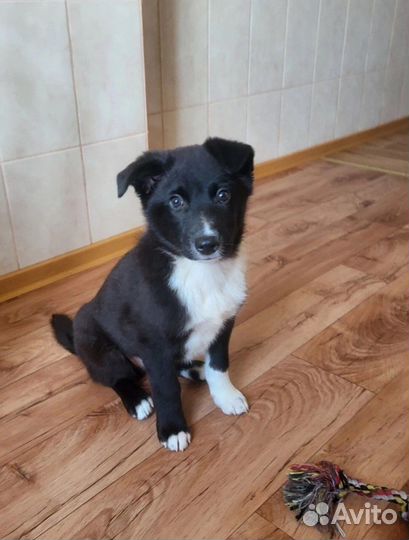 Щенок Чеддер в добрые руки