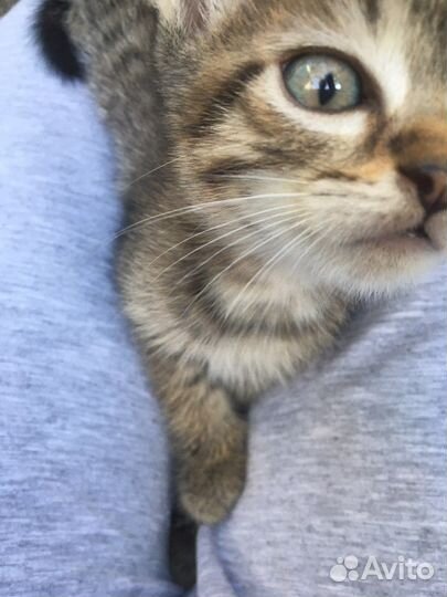 Котики в добрые руки