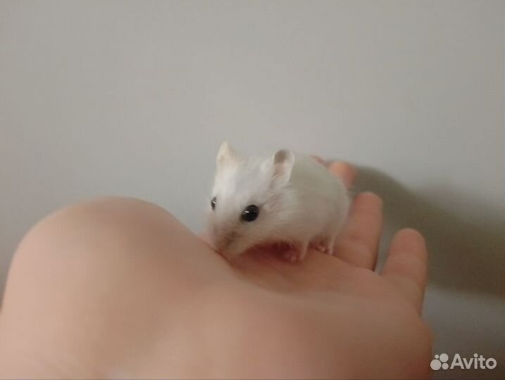 Джунгарский хомяк бесплатно