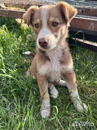 Щенки в дар