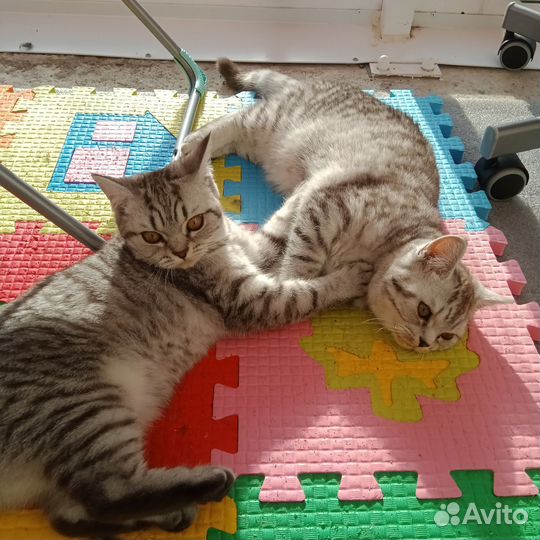 Сладкие булочки