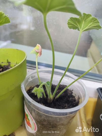 Пеларгония герань