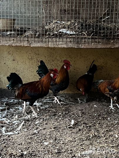 Декоративные петушки