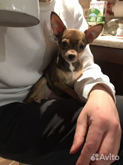 Передержка