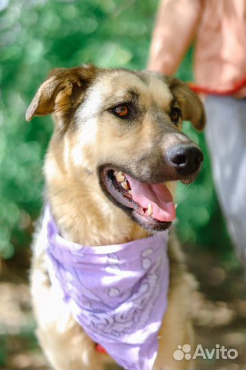 Брусника скромно ждёт в приюте