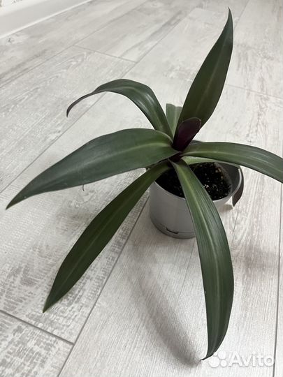 Традесканция рео