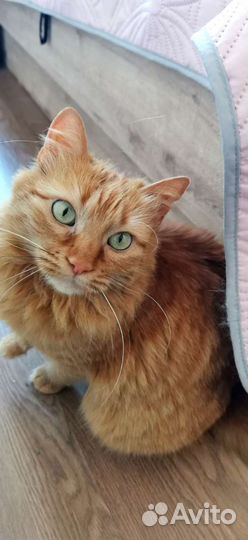 Роскошная пушистая рыжая зеленоглазая коша в дар