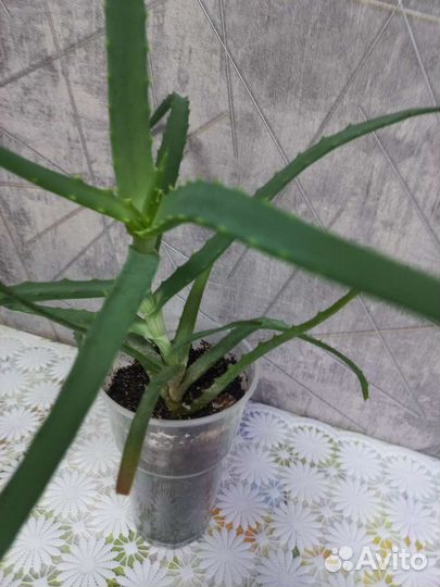 Алоэ столетник