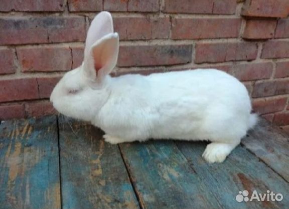 Кролики белый паннон чистых кровей 3 мес