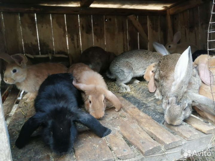 Распродают кроликов в