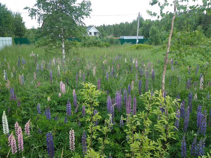 Участок 11 сот. (СНТ, ДНП)