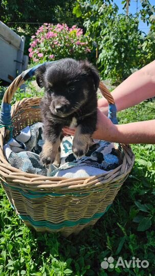 Щенки (будут размером с пикинеса)