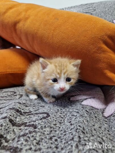 Рыжик в добрые руки