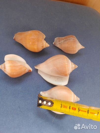Ракушки разные