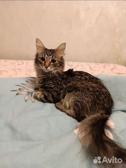 Котёнок подросток в добрые руки