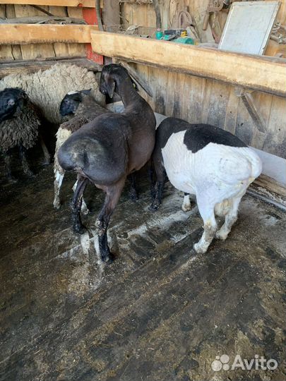 Бараны элита