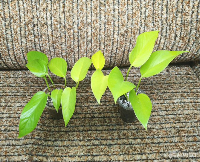 Эпипремнум Неон