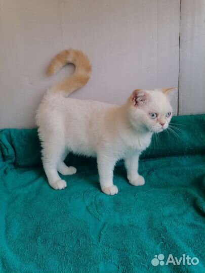 Шотландские вислоухий котята