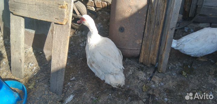 Селезень индоутки