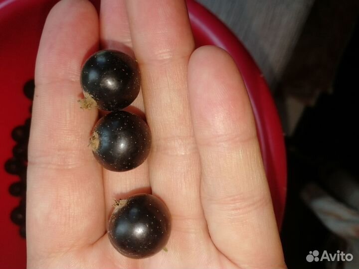 Саженцы черной смородины