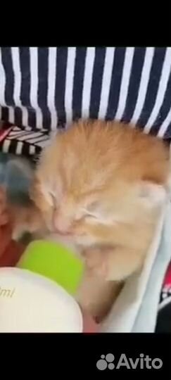 Кису-мамку со склада увезли в поля,ищу домРыжикам