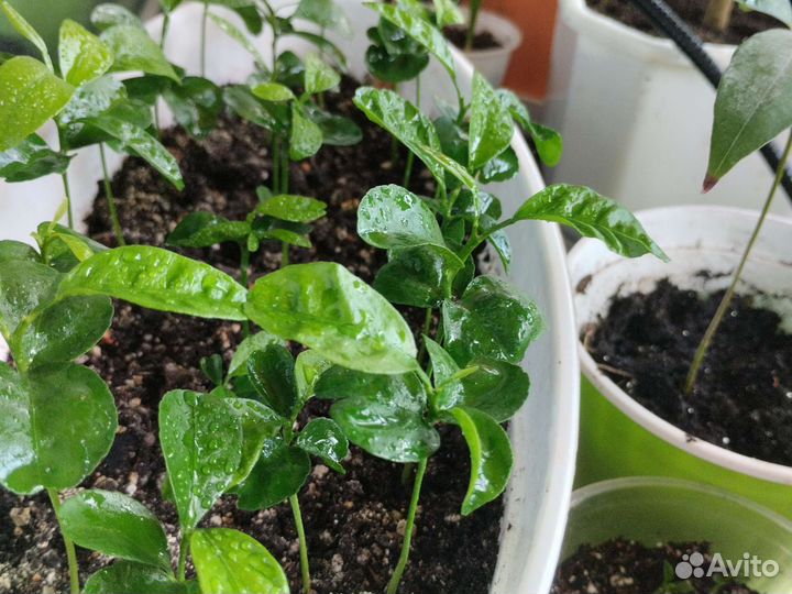 Рассада цитрусовых Лимоны, Мандарины, апельсины