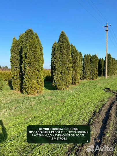 Туя западная Колумна, крупномер