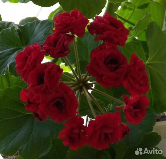 Пеларгония (герань) разные расцветки