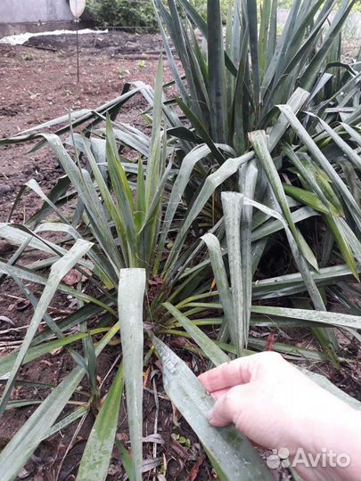 Юкка нитчатая