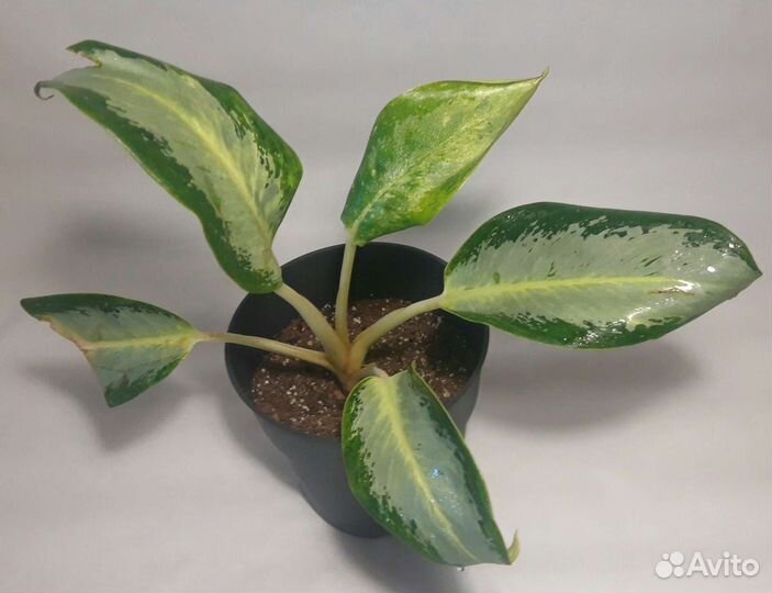 Аглаонема Уши Слона