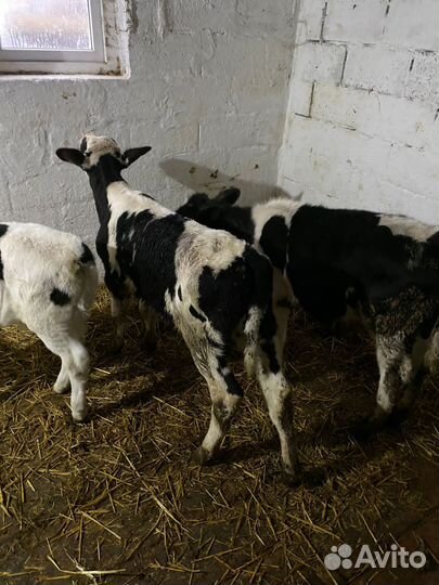 Бычки на откорм