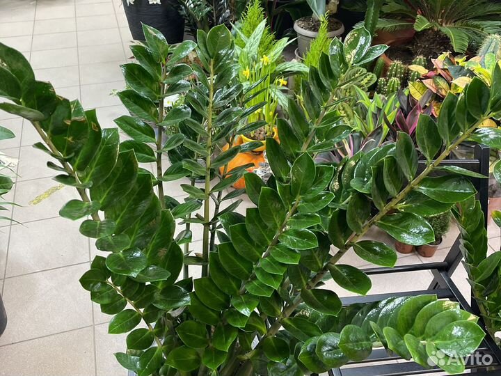 Замиокулькас Н110см