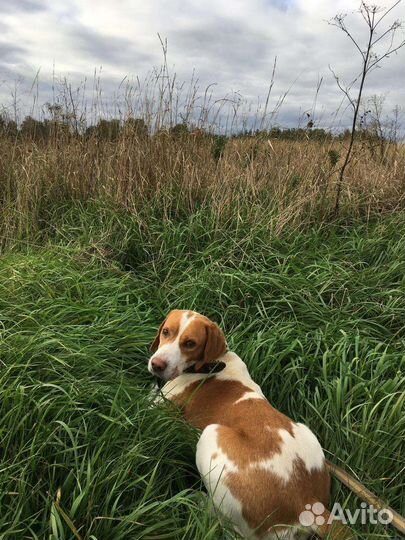 Эстонская гончая