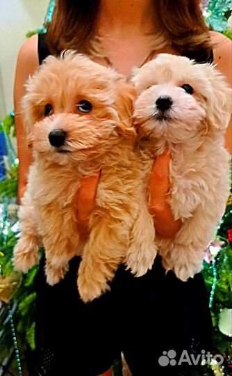 Мальтипу f1 mini