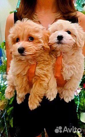 Мальтипу f1 mini