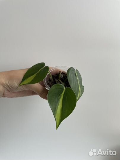 Филодендрон сканденс бразил