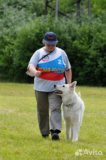 Дрессировка собак (школа для владельцев собак)