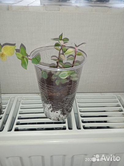 Каллизия и Традесканция