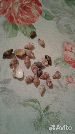 Ракушки для аквариума