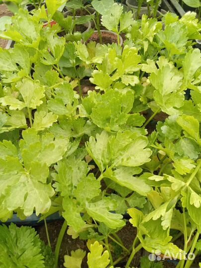 Рассада овощей и цветов