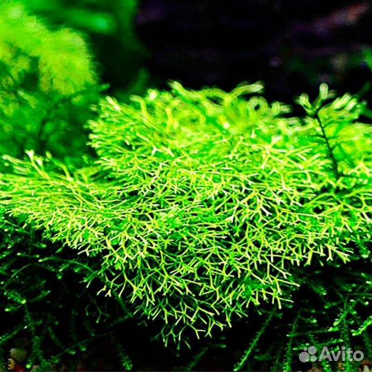 Светильник LED Scape Aqua Plant (80 см.)