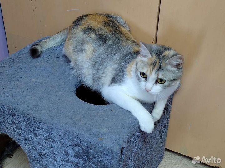 Кошки в добрые руки бесплатно